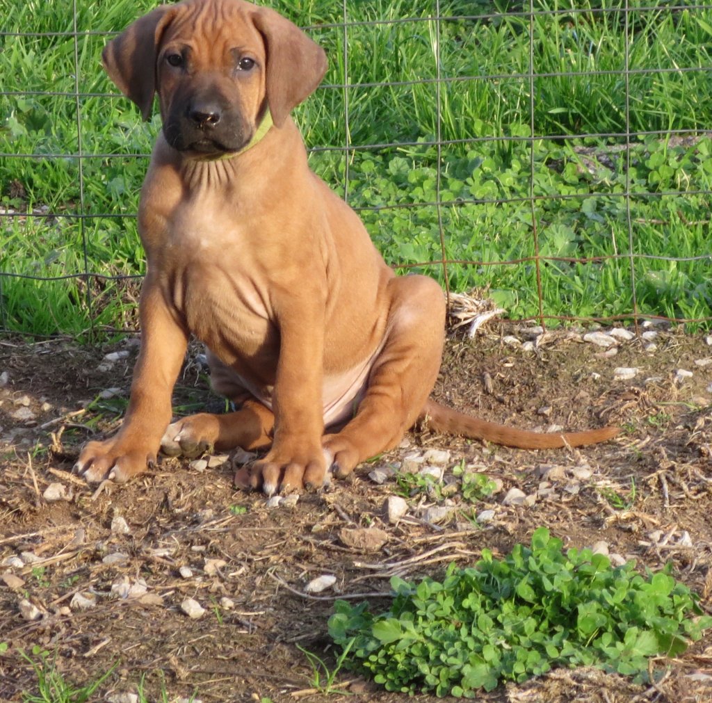 Ridgeback 1