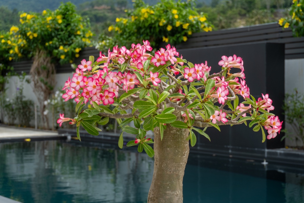 Other at Coconuts Villa nr 5 in Lamai, Koh Samui