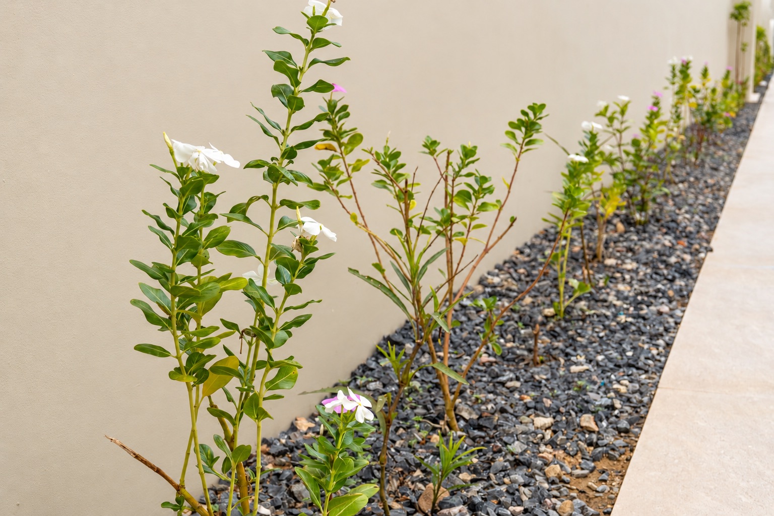 Tropical Planting at Villa Rose in Lamai, Koh Samui