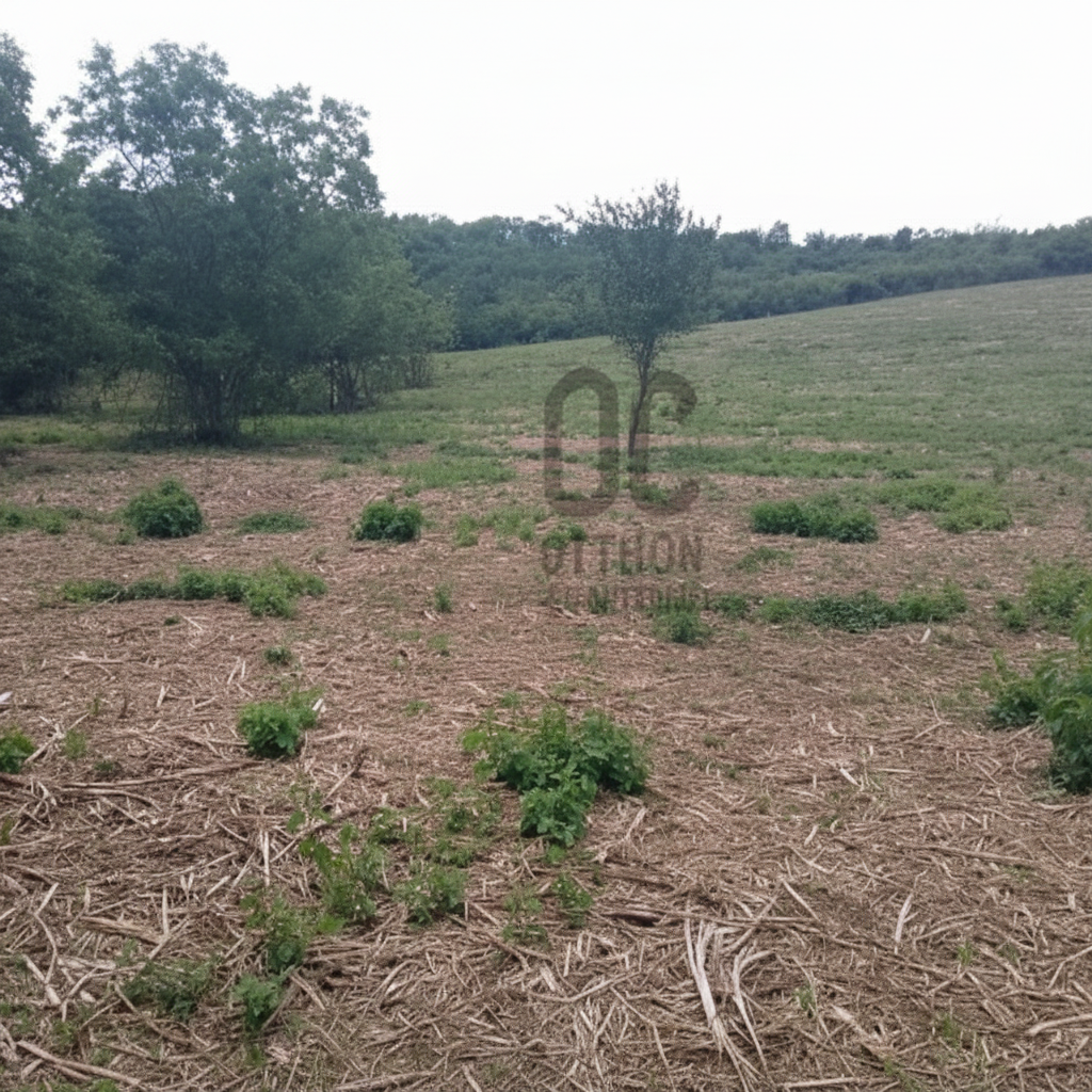 Agricultural property for sale – Balatonszőlős