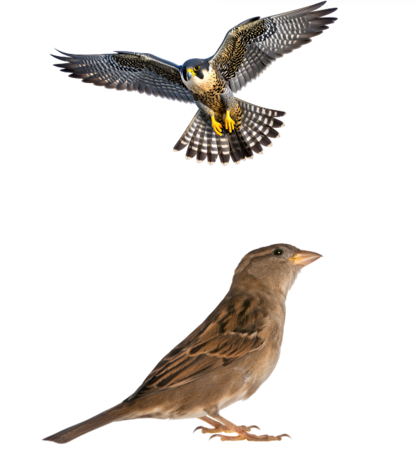 House Sparrow and Peregrine Falcon