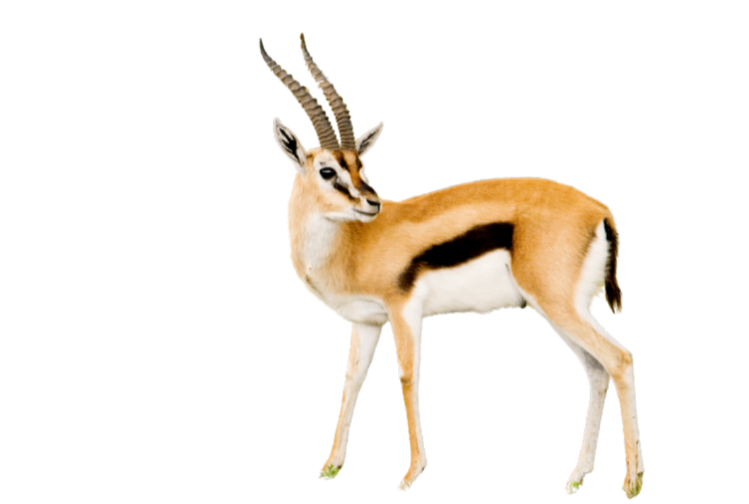 غزال