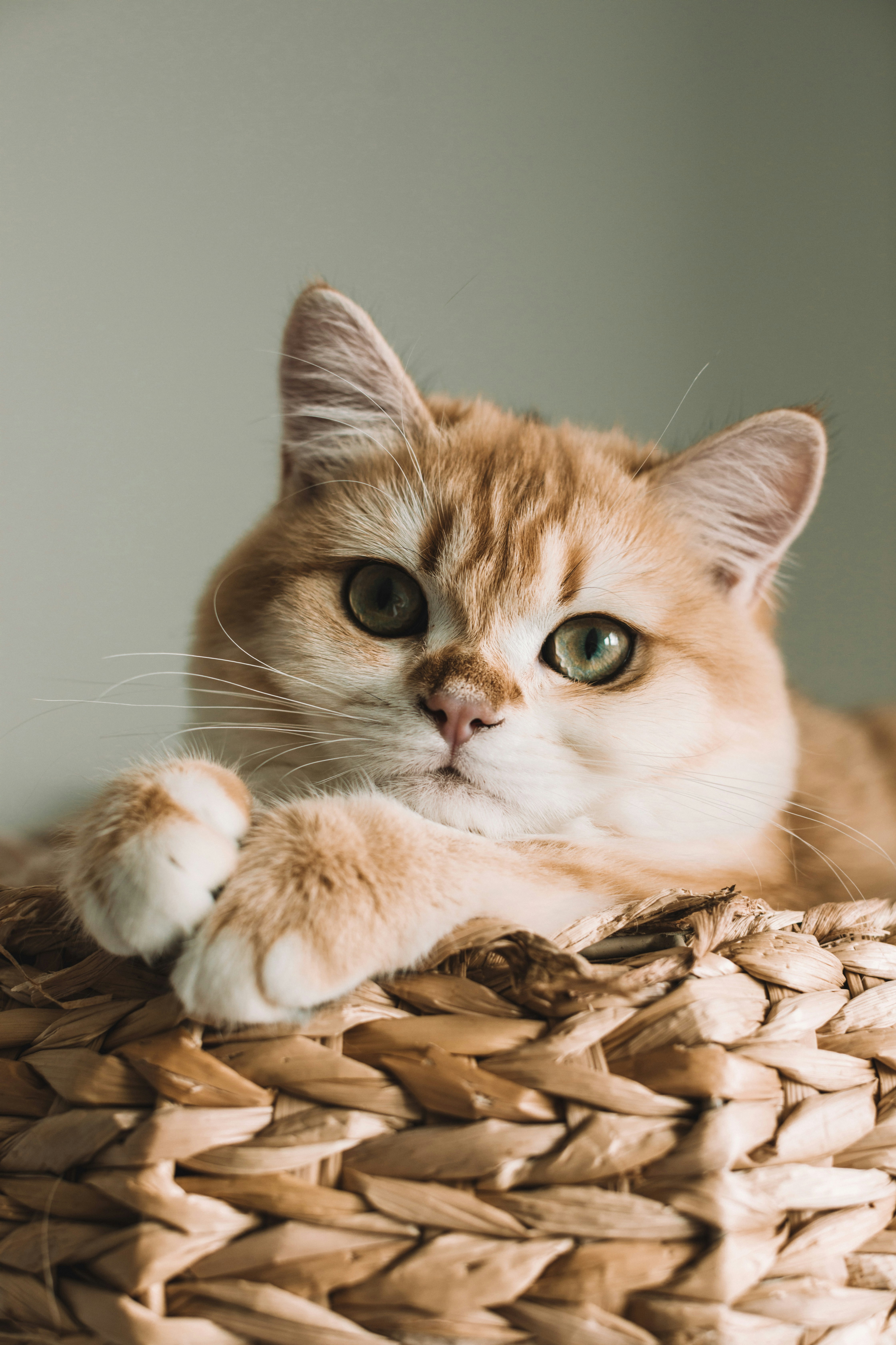 Cats