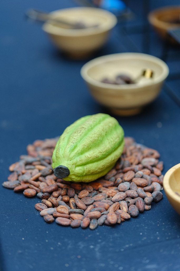 Cocoa pod from single origin cacao farm — bean to bar chocolate making