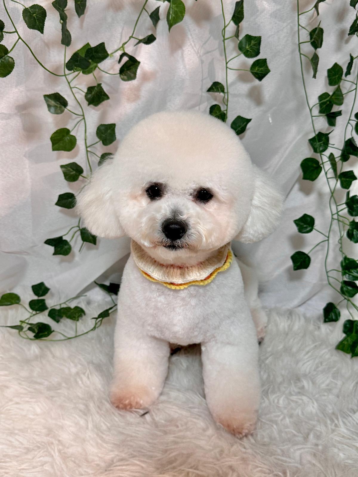 A freshly groomed Bichon Frise