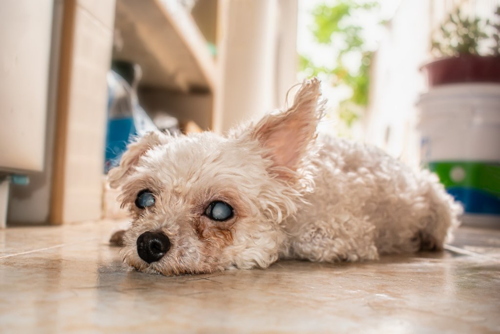 A small white dog resting with advanced cataracts