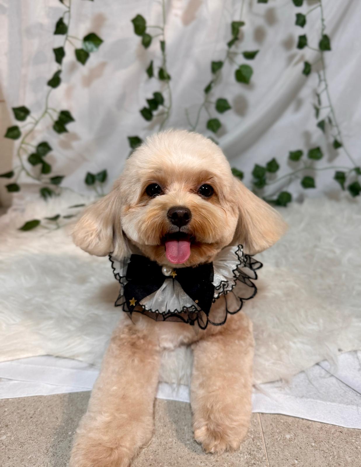 A groomed Poodle mix, styled with care