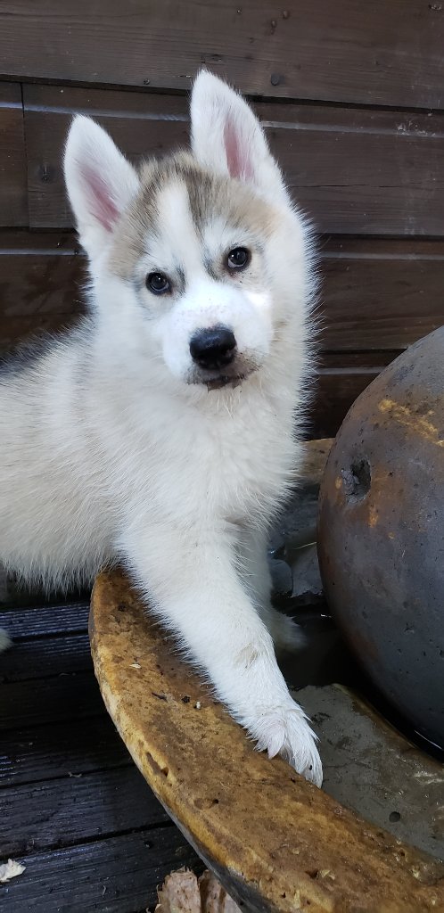 Skadi as a puppy