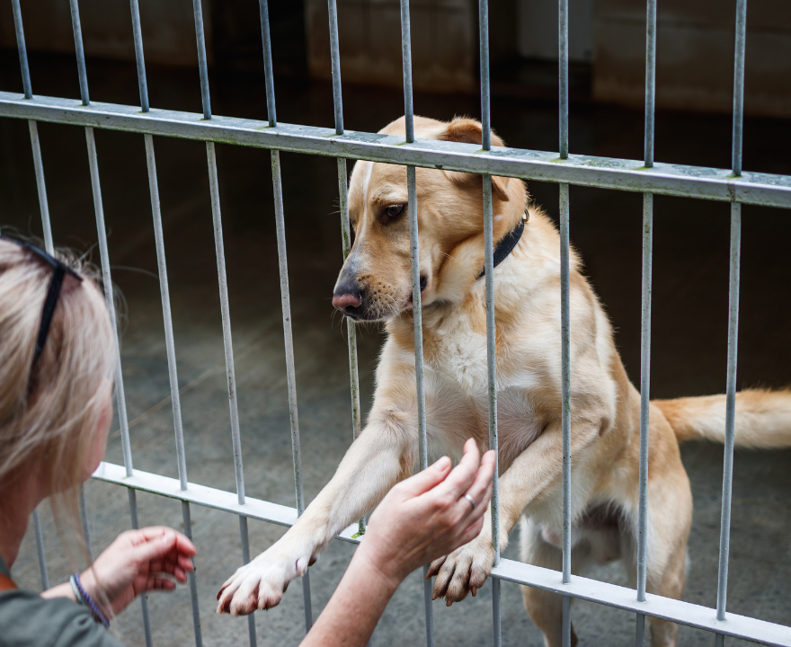 A dog reaching out through shelter bars