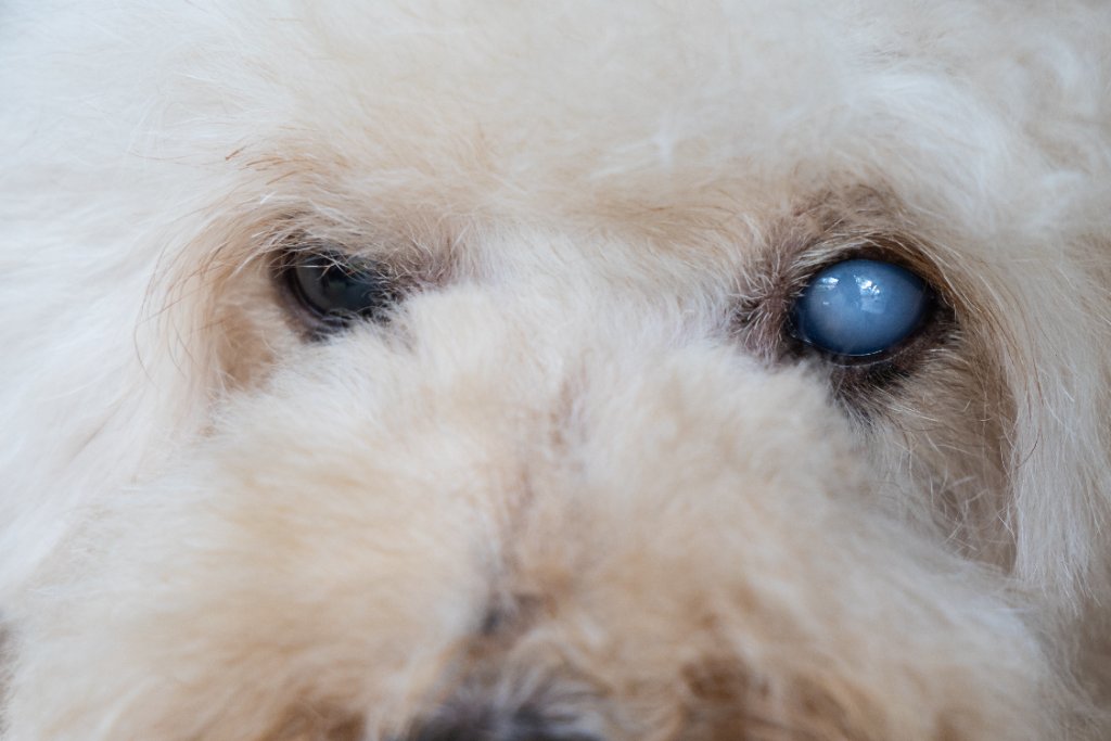 A Clearer Vision: Inside the Growing Fight Against Canine Cataracts