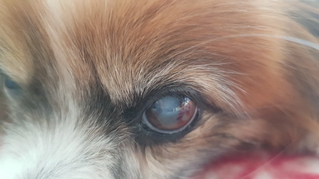 A close-up of a dog's eye showing visible cataract cloudiness