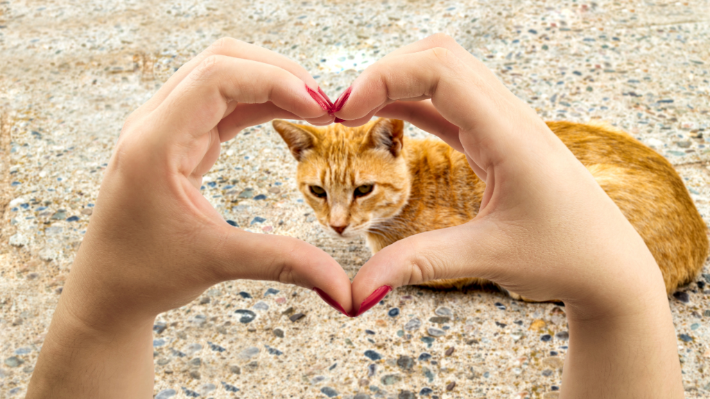 Signs Your Cat Trusts You