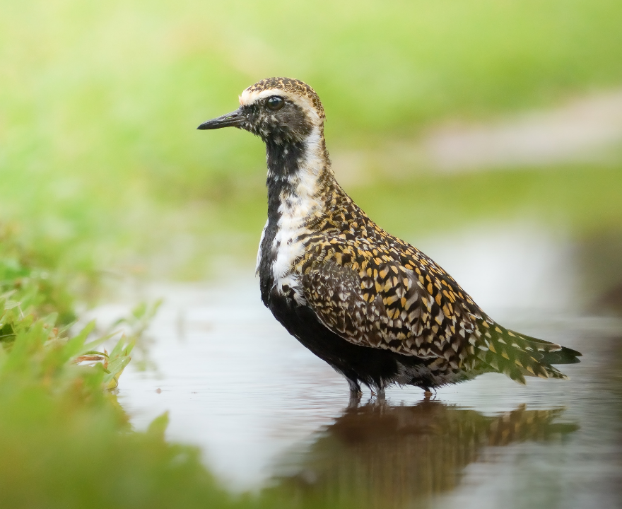 Pacific Golden Plover