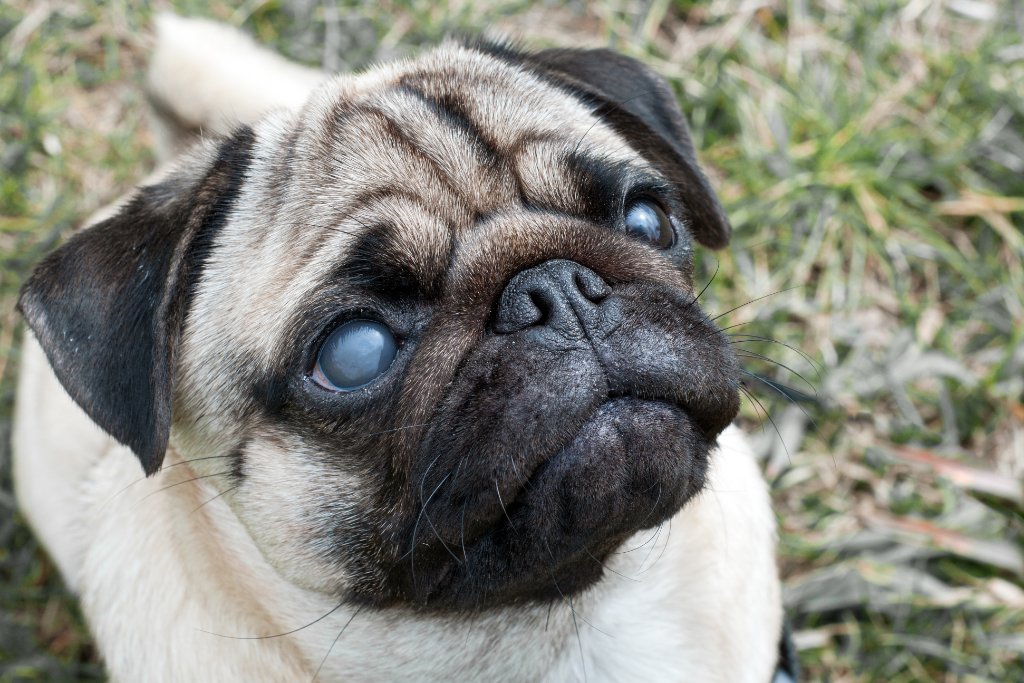 A pug with mature cataracts