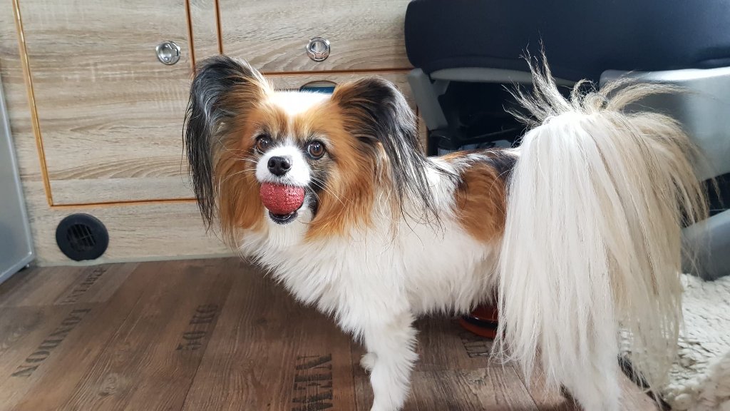 A Papillon dog — one of the breeds predisposed to cataracts