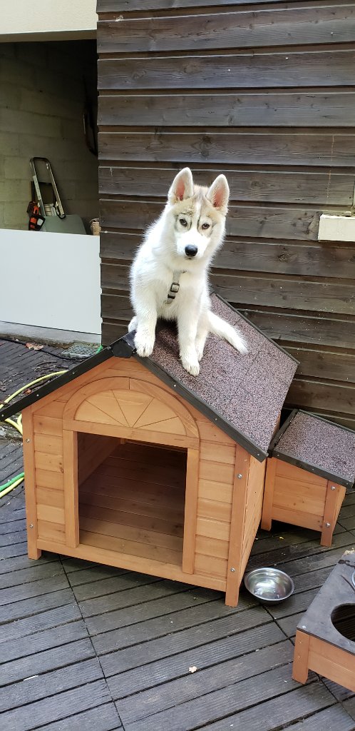 Skadi on her kennel in France