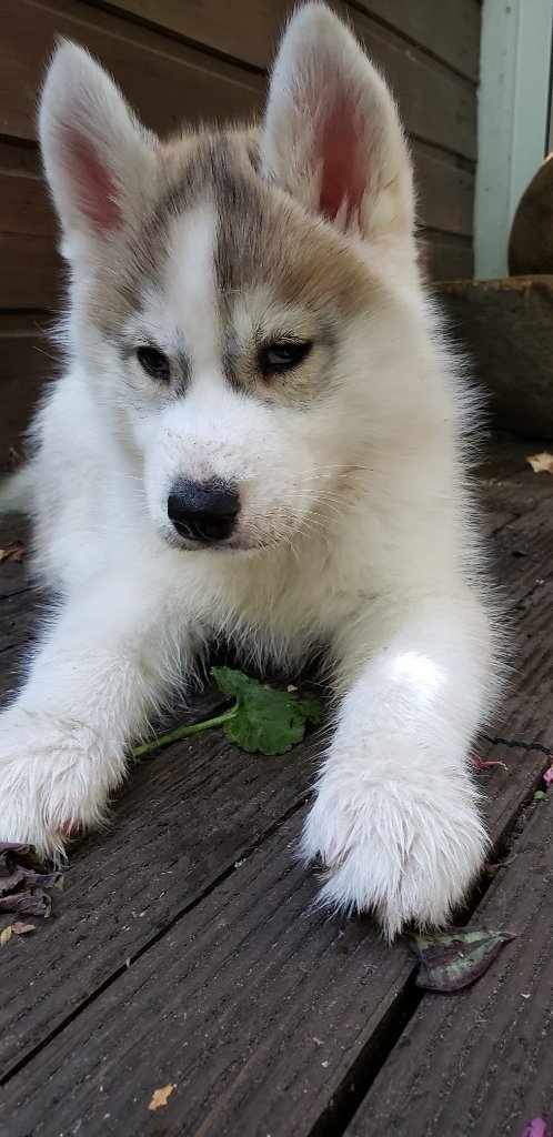 Skadi as a young puppy