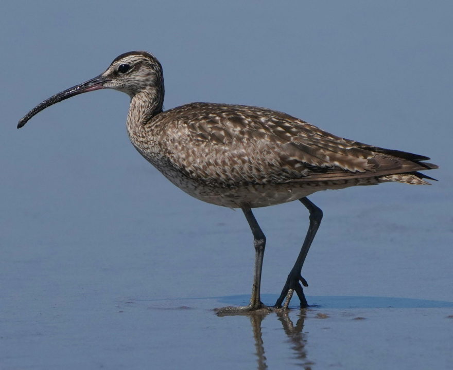 How Birds Navigate: Why Singapore Becomes a Rest Stop for Thousands of Migrating Birds Every Year