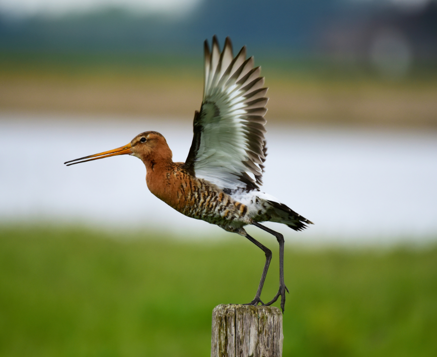 Bar-tailed Godwit