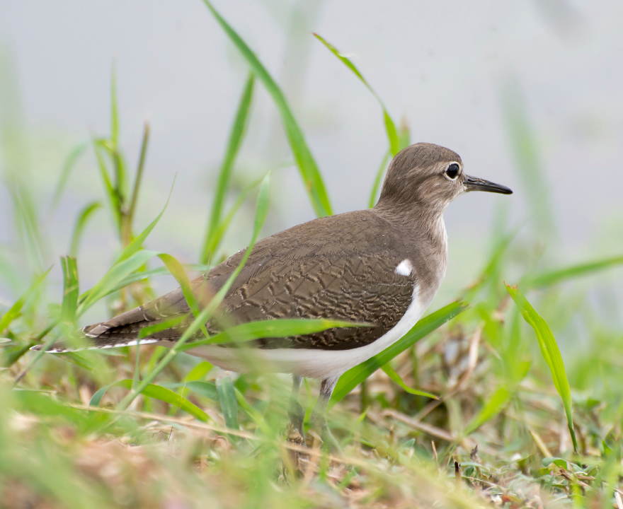 Common Sandpiper