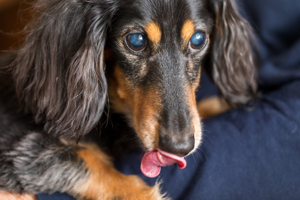 A long-haired Dachshund with bilateral cloudy eyes