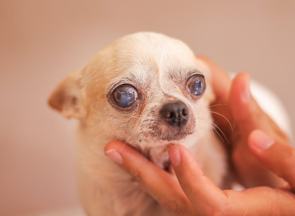 A Chihuahua with bilateral cataracts showing advanced cloudiness in both eyes