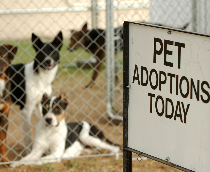 Adopting a Pet in Singapore: What Future Guardians Should Know