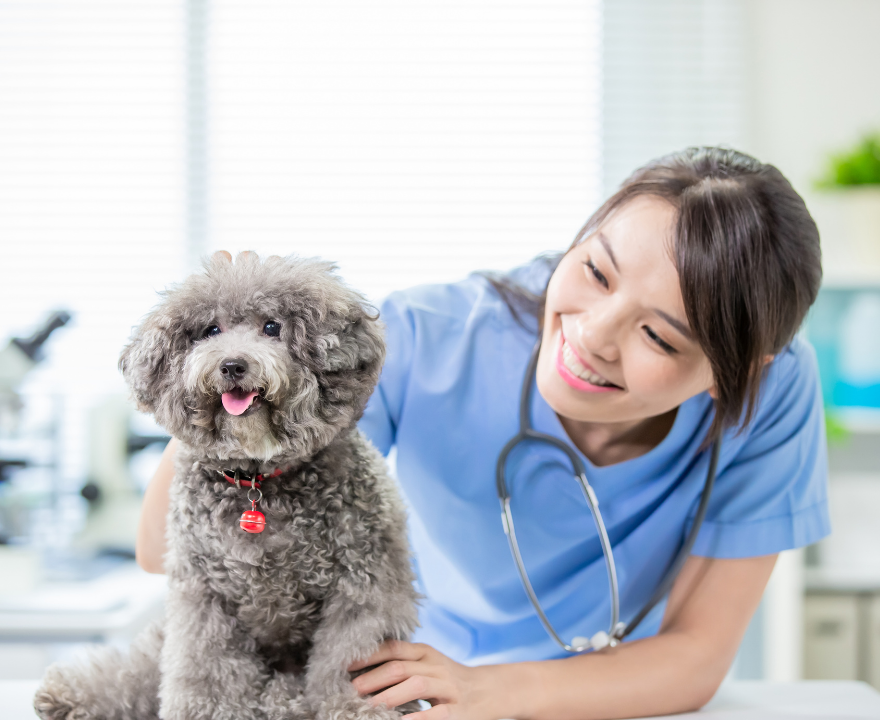 Veterinary care for pets