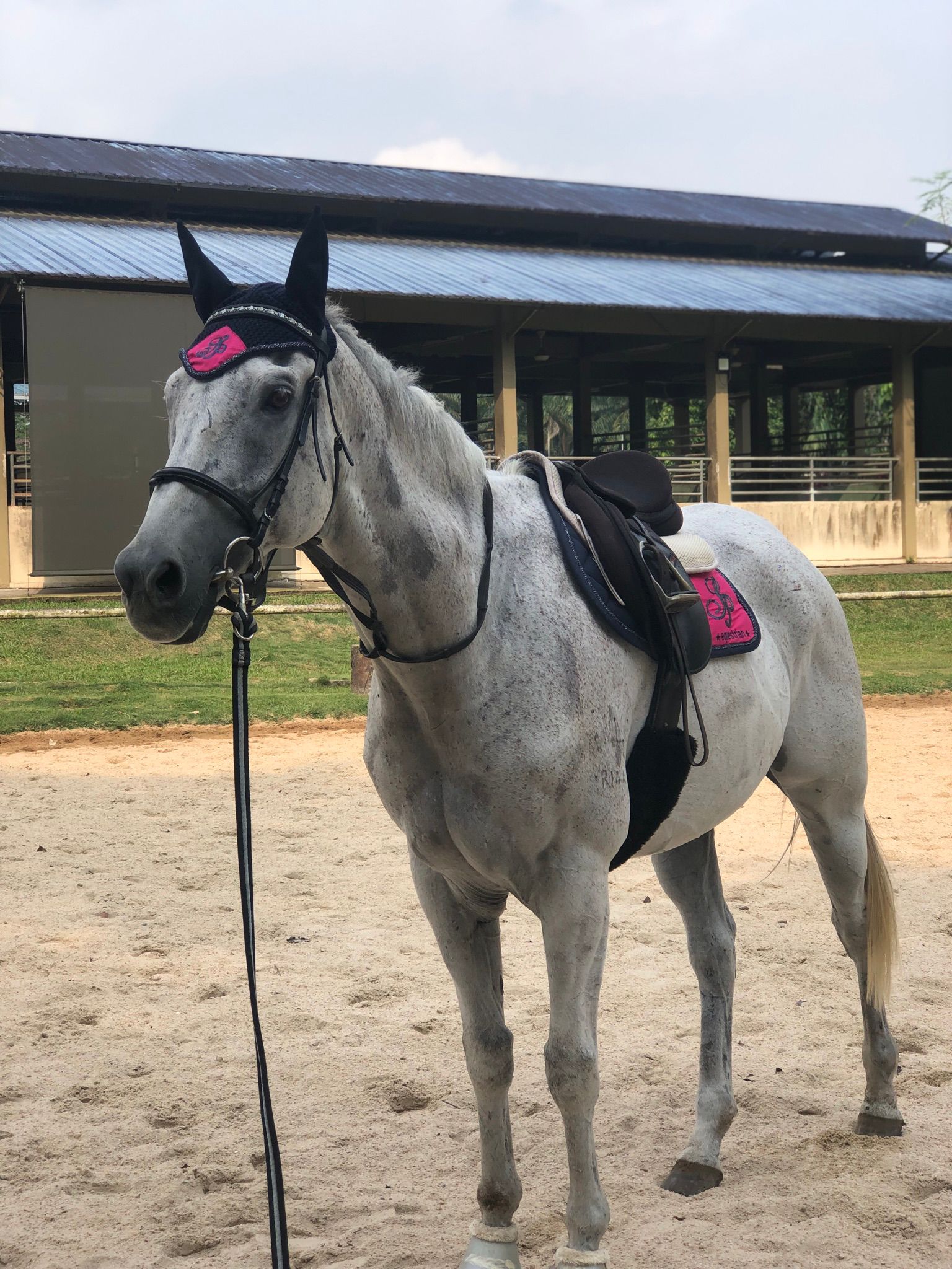 Tacked up and ready, the same way we've done it for nearly ten years.