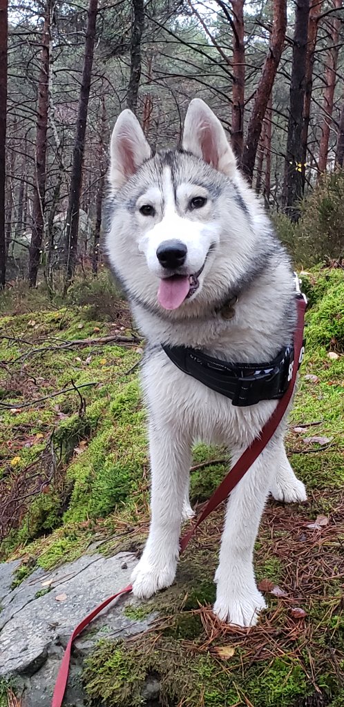Skadi in the forest in France