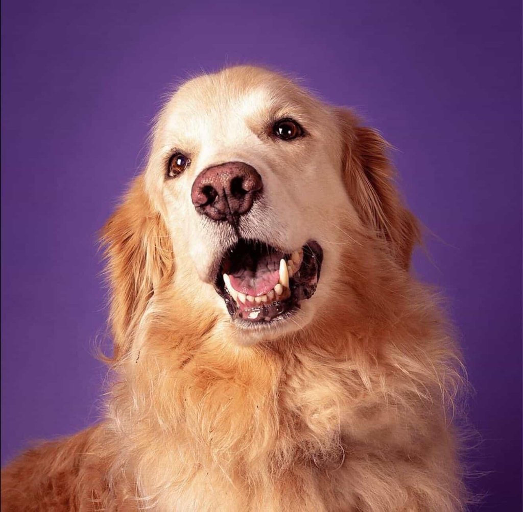 Studio portrait