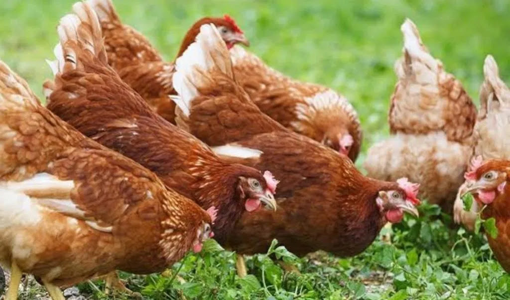 Free range brown heritage chickens foraging on grass at City Chicks Farm Samford Valley near Mt Glorious