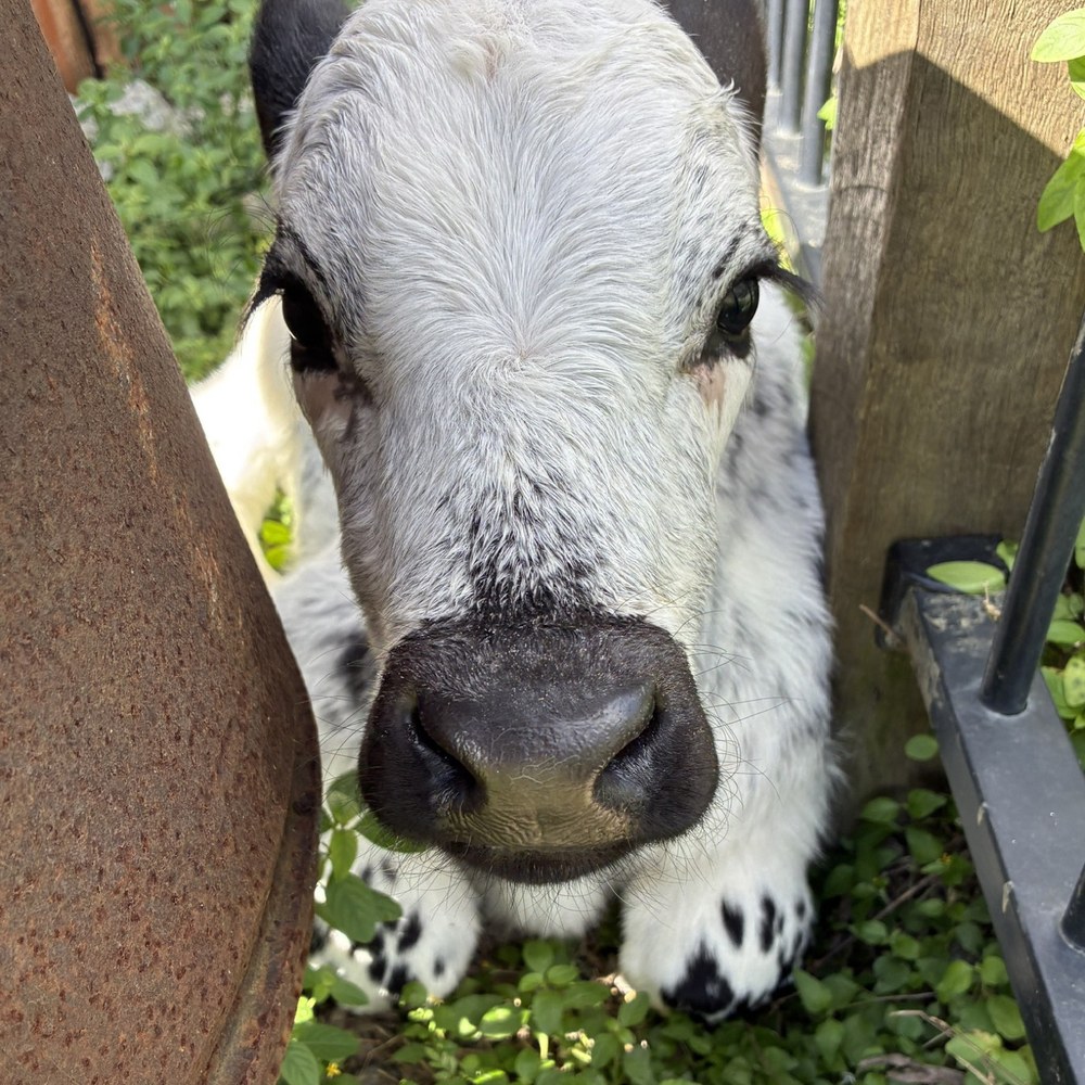 Hand raised calf in The Barn at City Chicks Farm, Samford Valley near Mt Glorious