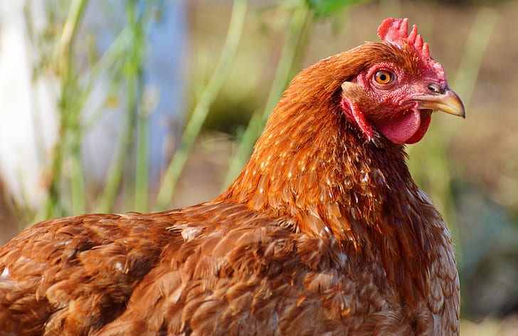 Isa Brown hen at City Chicks Farm Shop, backyard chickens for sale near Brisbane