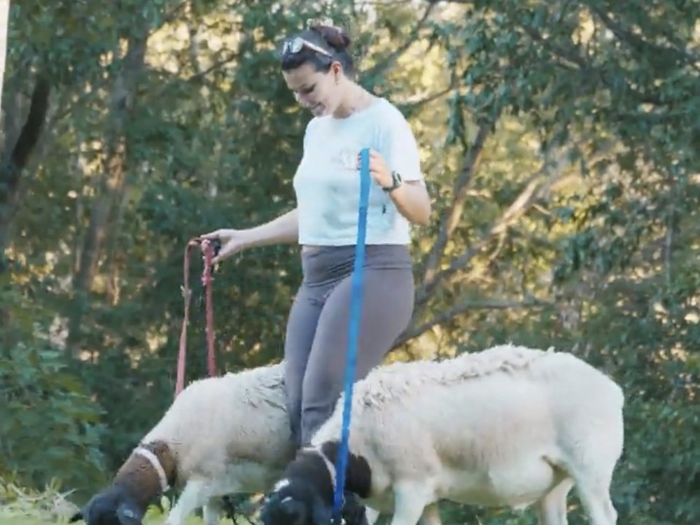 Visitor walking two Dorper sheep on leads at City Chicks Farm, Samford Valley near Brisbane