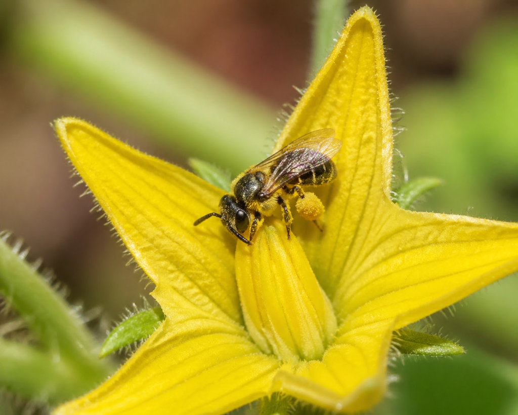 Tiny Australian native bee pollinating a vegetable flower, highlighting the benefits of stingless bees