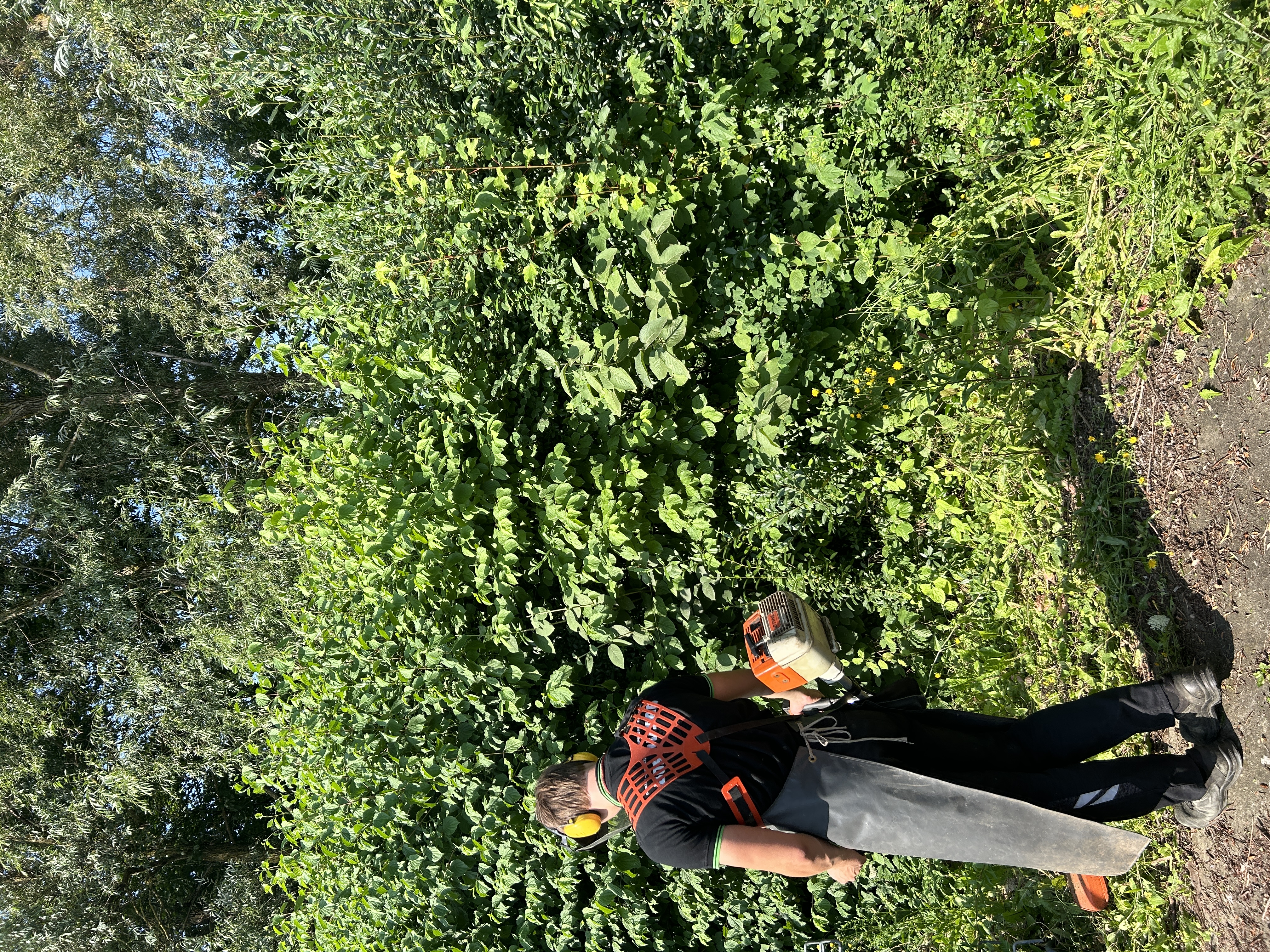 Garten mit Hecken und Rasen