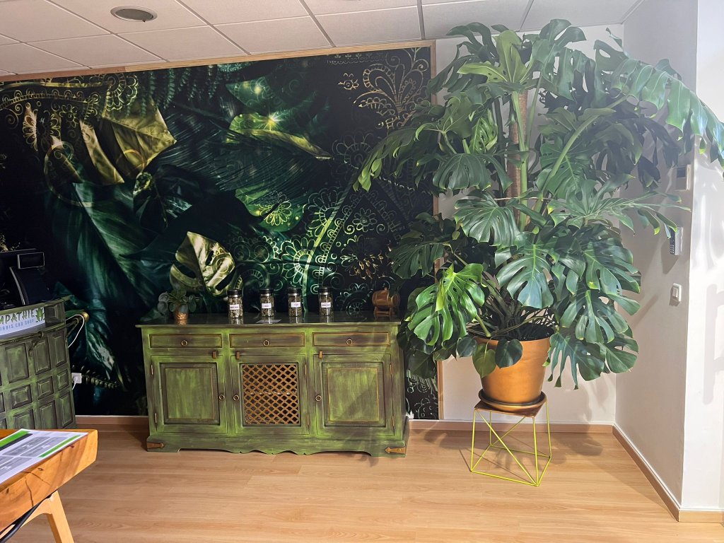 Vue d'ensemble des meubles vitrines verts avec table bois massif et fougères