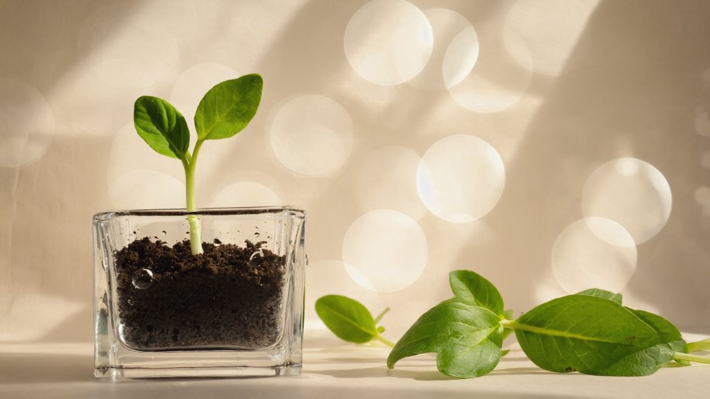 Creating a Green Home: Sustainable Living Tips