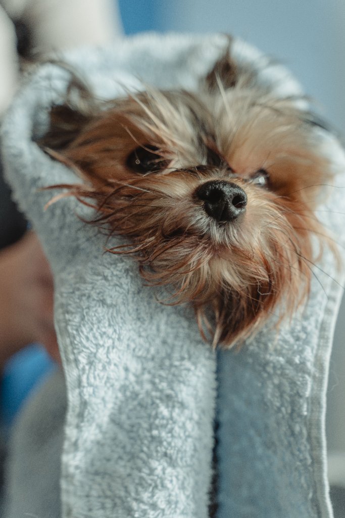 Pet Care