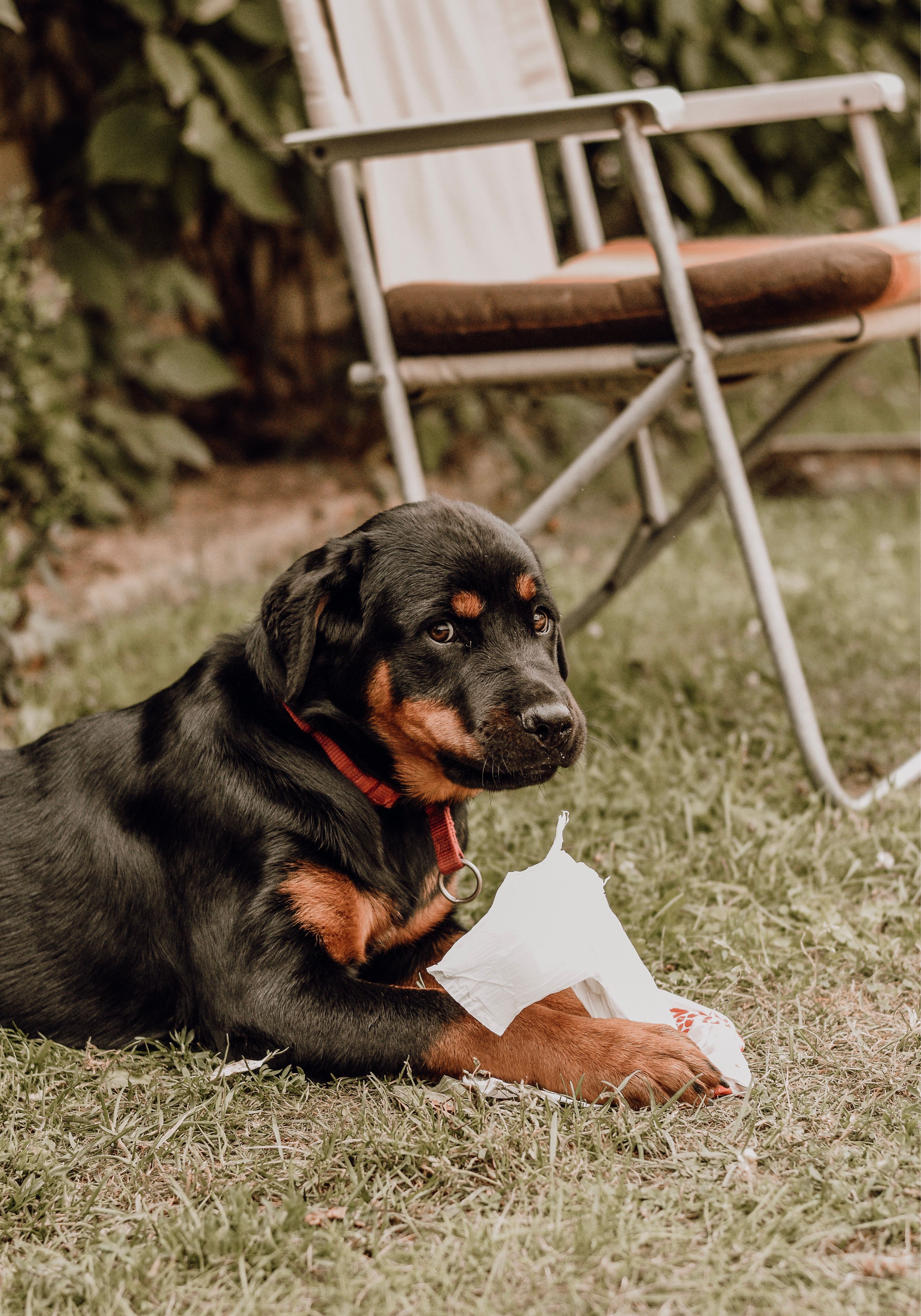Cleaning Tips for Pet Owners