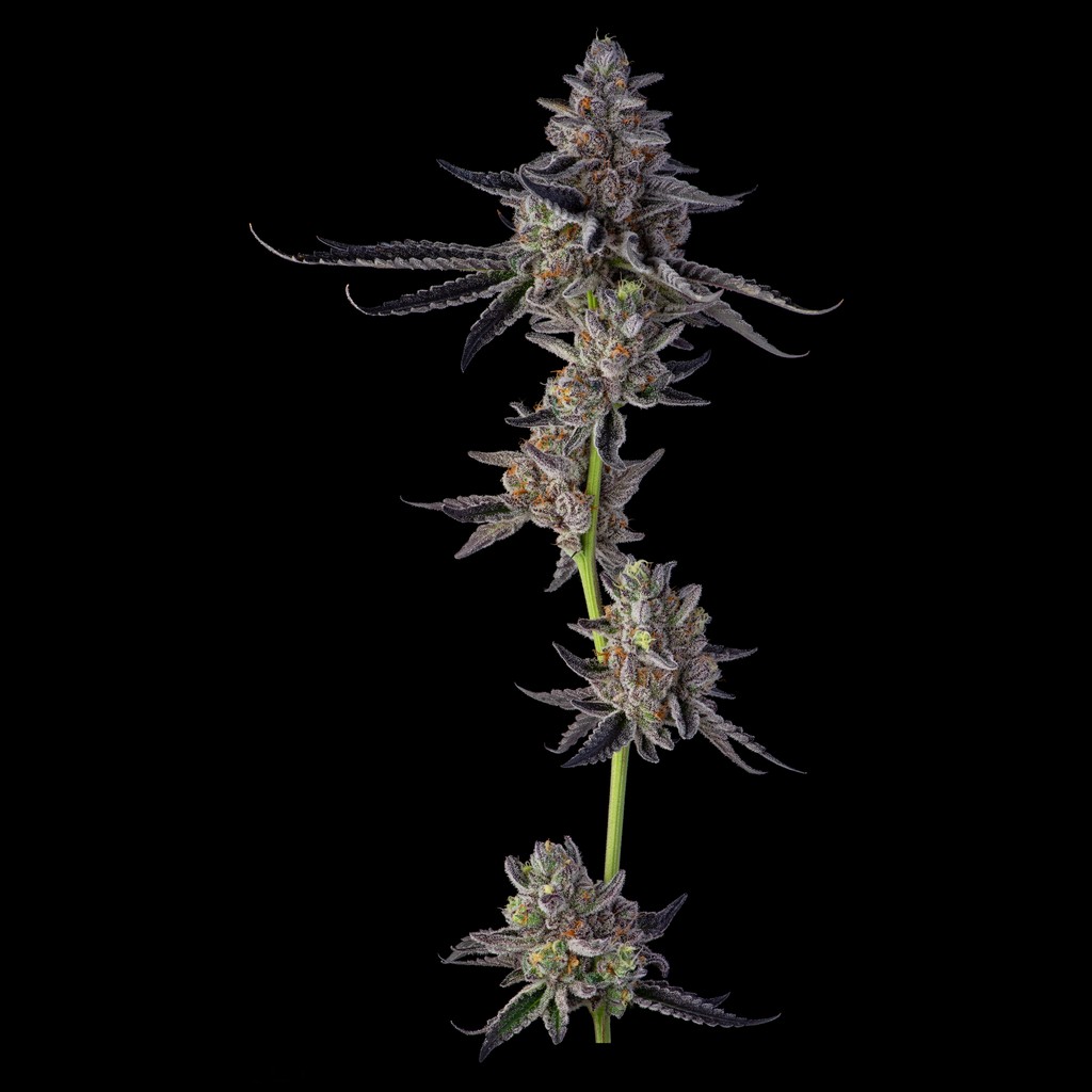Purple Milk
