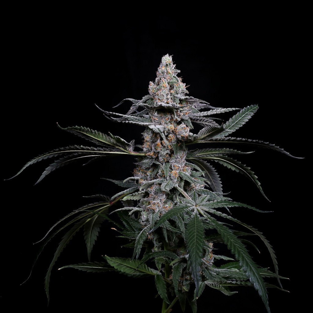 Sundae Driver #19