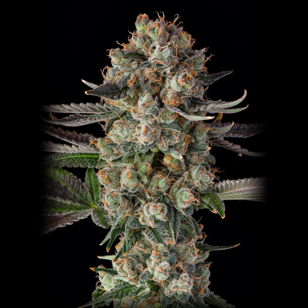 Grape Gasoline x Harley Tsu #4