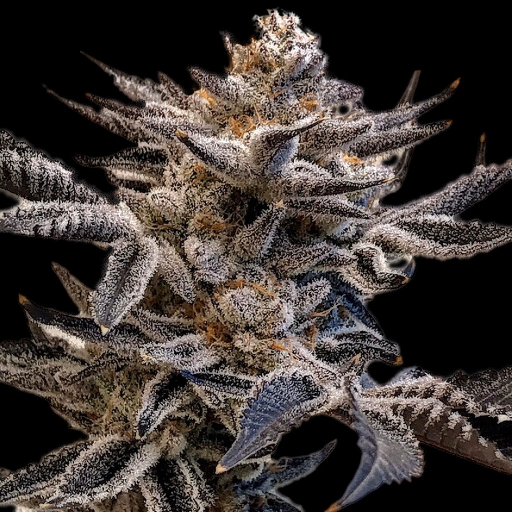 Animal Mints Bx1