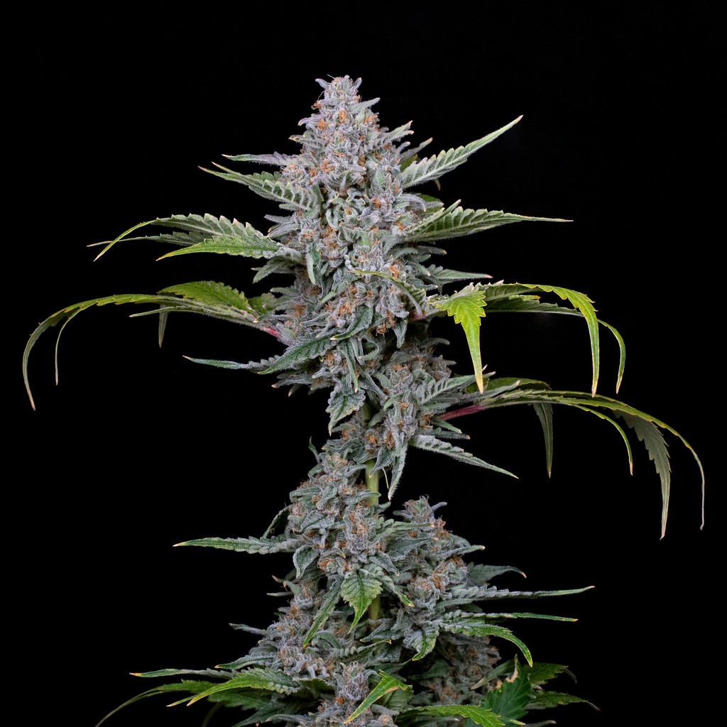 JAHmba Juice