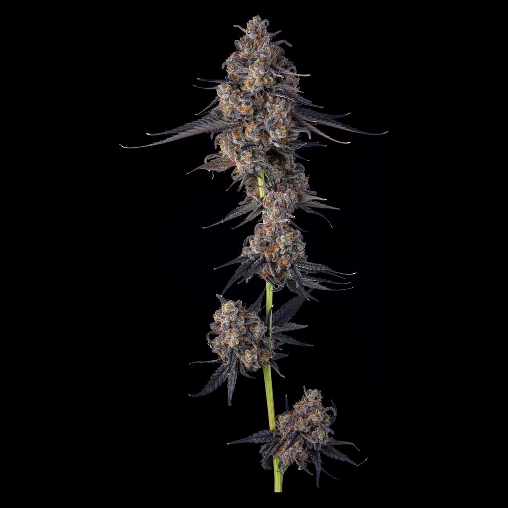 Blackberry Spice