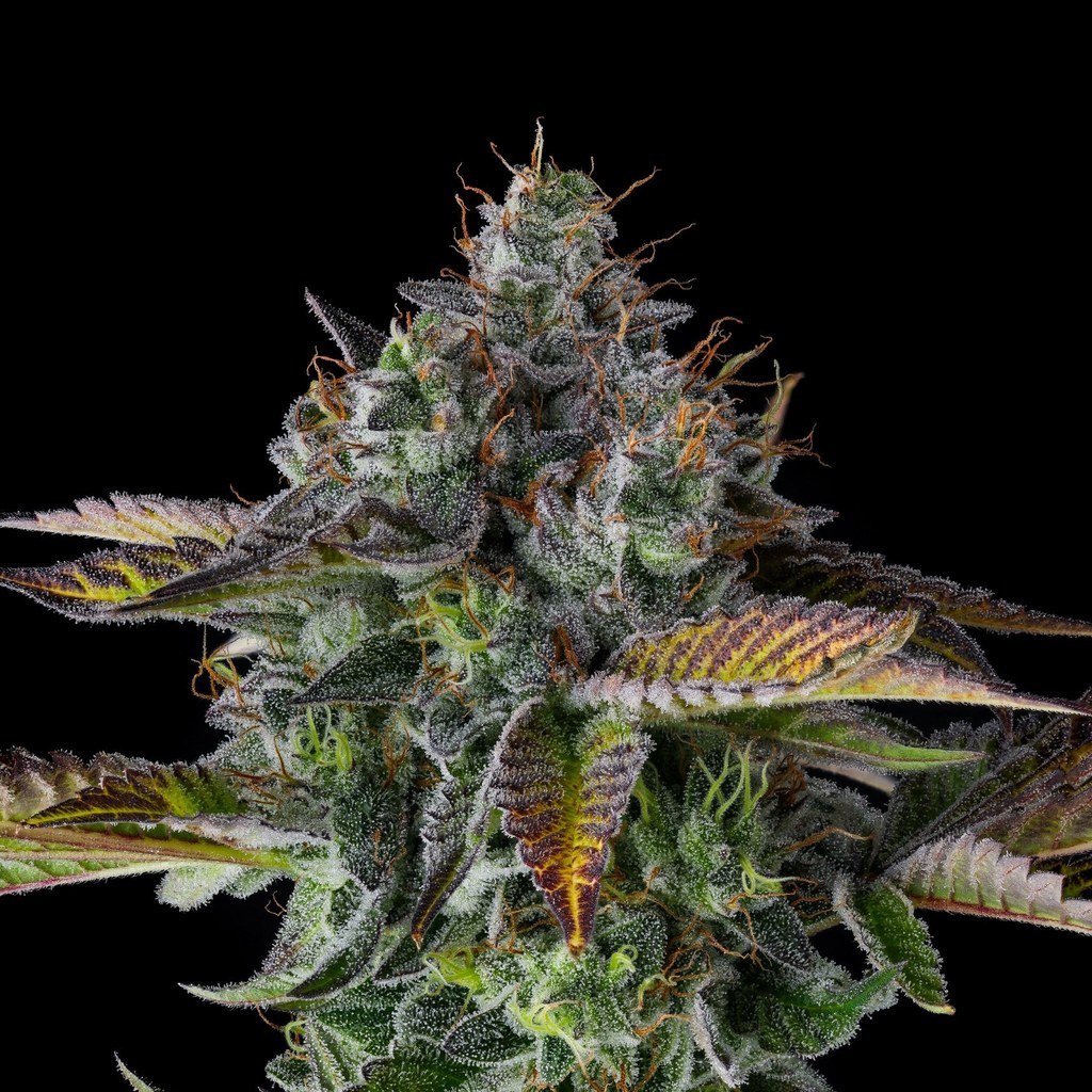 Chem 51 #7