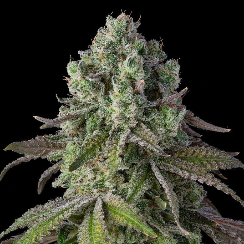 Agave Nectar #9