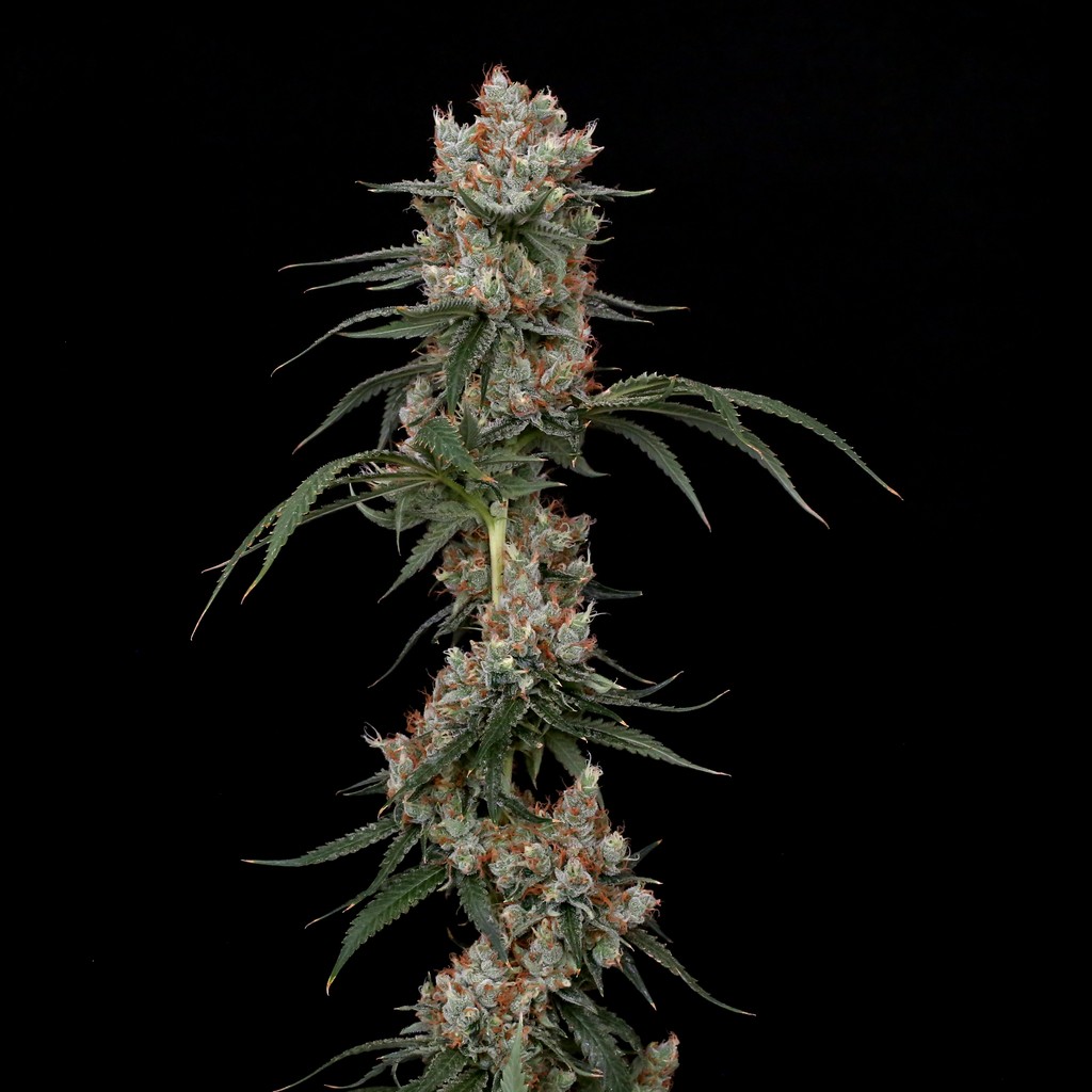 Super Lemon G